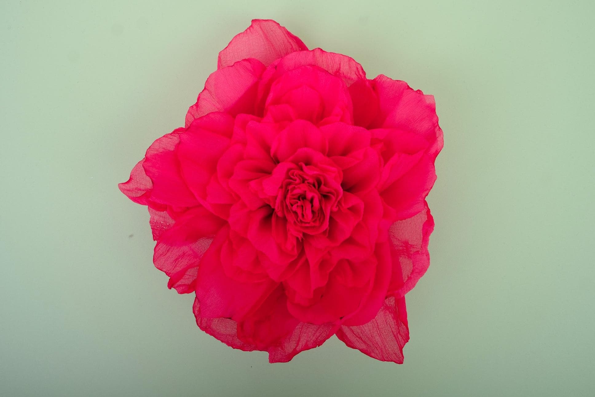 Lovely Pink Peony Flowers