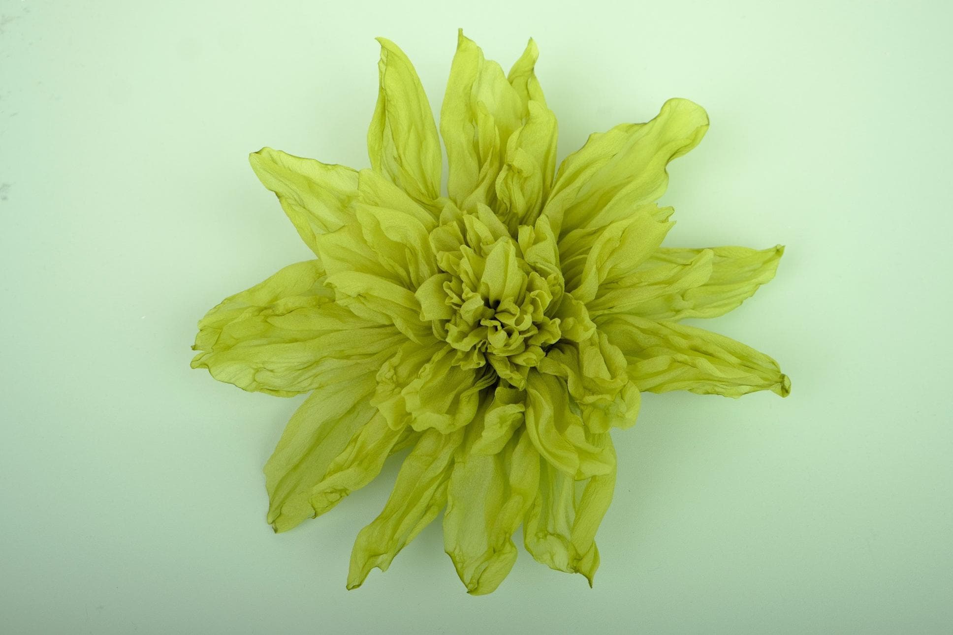 Hoa Cúc Đẹp Làm Bằng Tay