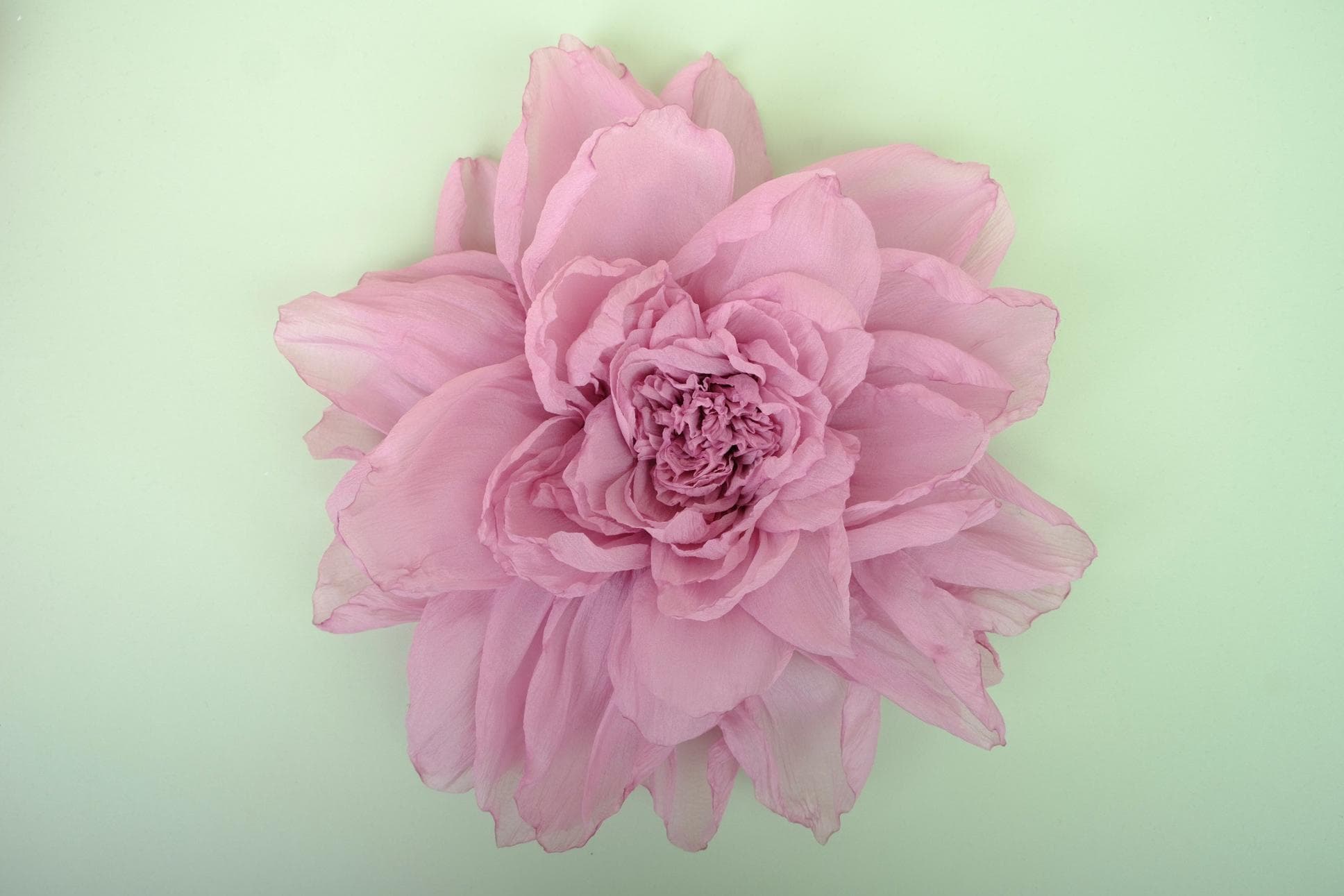 Bông Hoa Mẫu Đơn Ấn Tượng