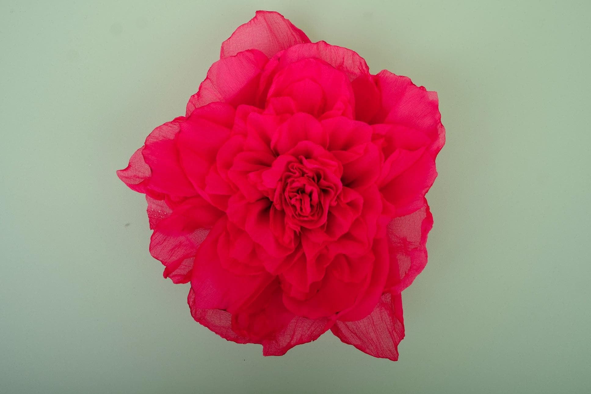 Lovely Pink Peony Flowers