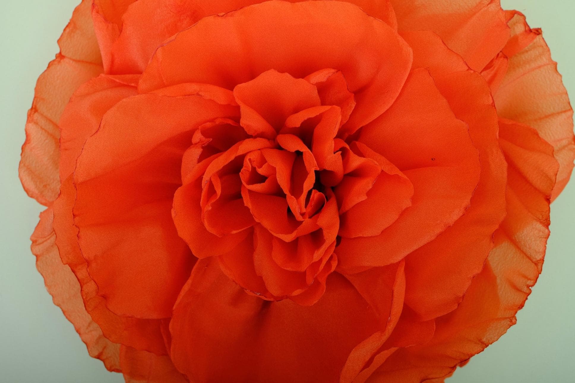 Bông Hoa Hồng Thanh Lịch